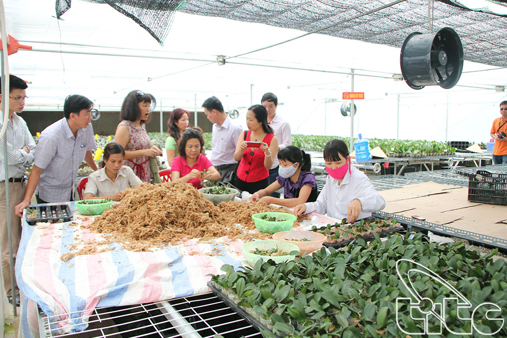 Khu nuôi trồng hoa quả tại thôn Đồng Ho - xã Sơn Dương, huyện Hoành Bồ