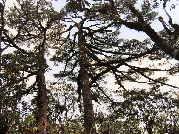Hai quần thể cây quý ở Vườn quốc gia Hoàng Liên thành cây di sản
