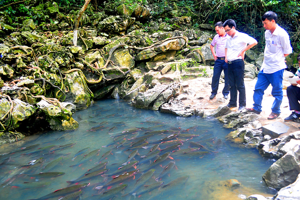 Cam Luong Fish Stream (Thanh Hoa Province)