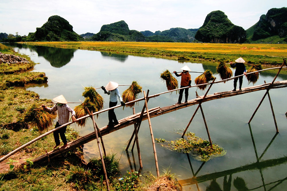Rice harvest - Photographer: Cao Truong Vinh