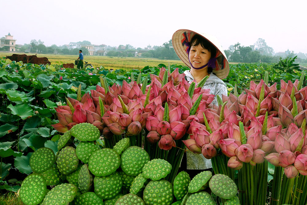 Lotus blossom season - Photographer: Hoang Thao