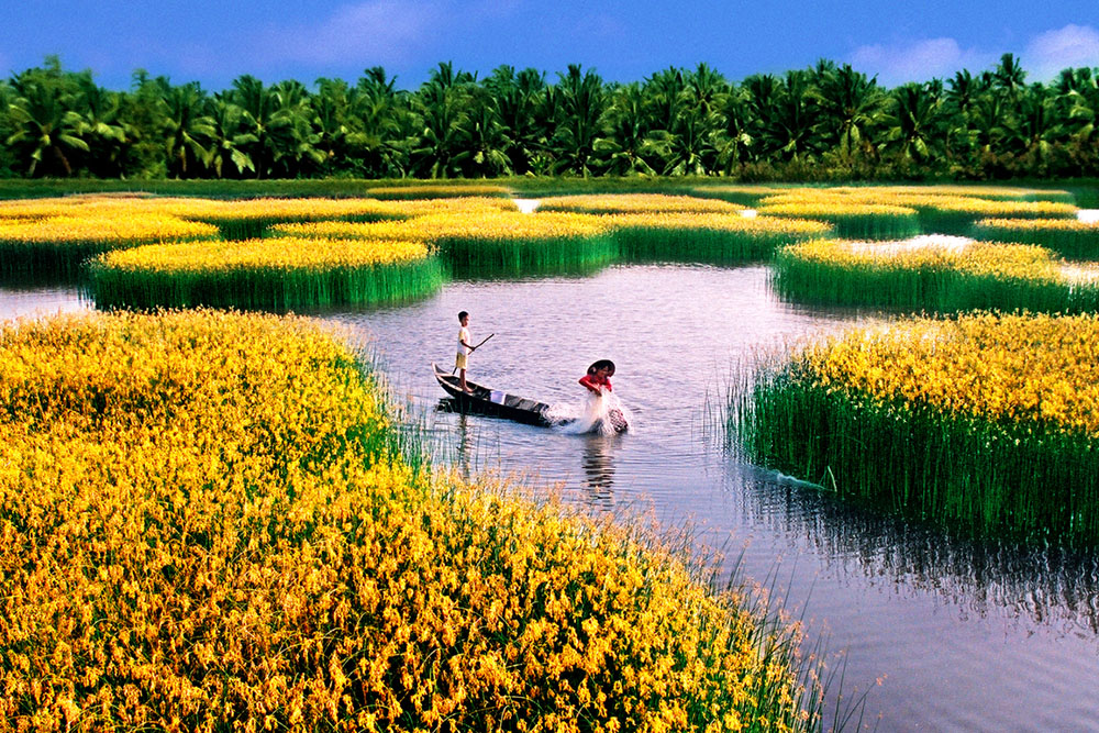Yellow field - Photographer: Nguyen Thanh Dung