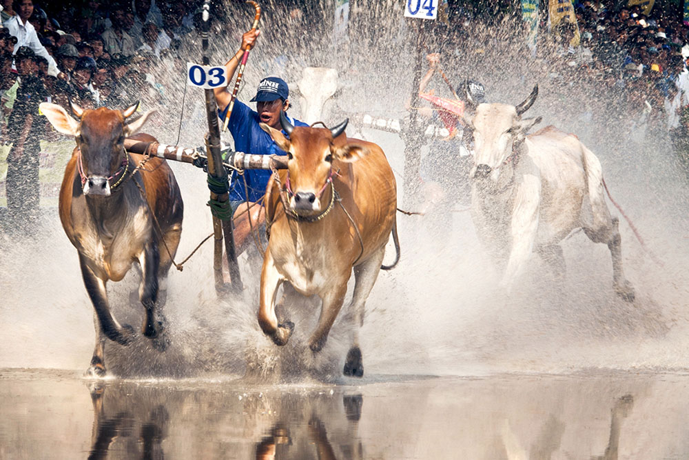 Cow Racing Festival (An Giang Province) - Photographer: Vo Thanh Quang