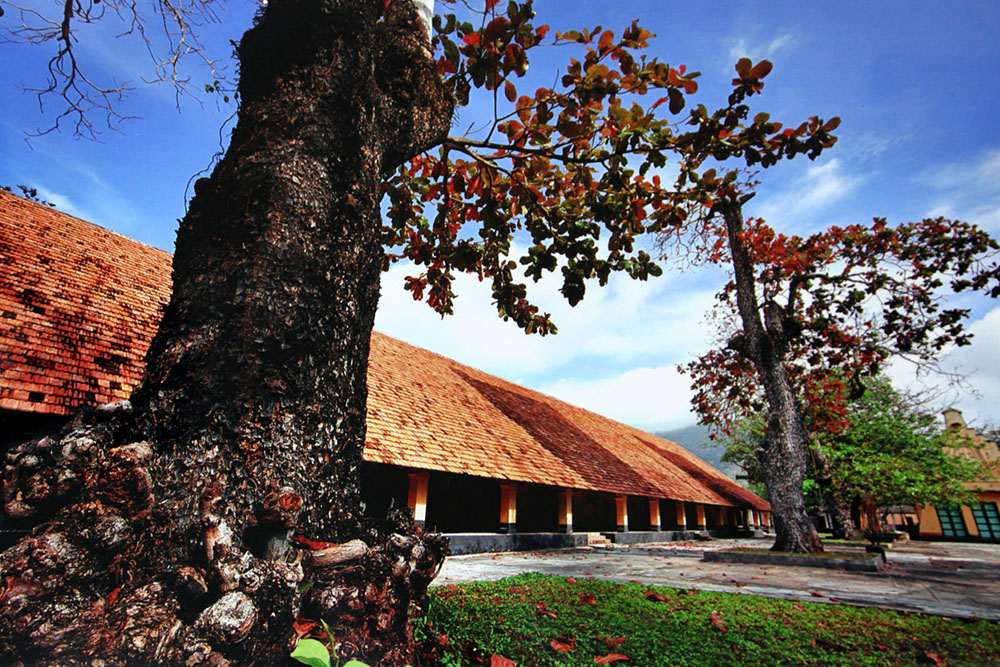 Old malabar almond tree in Con Dao (Ba Ria – Vung Tau Province) – Photographer: Vu Dung