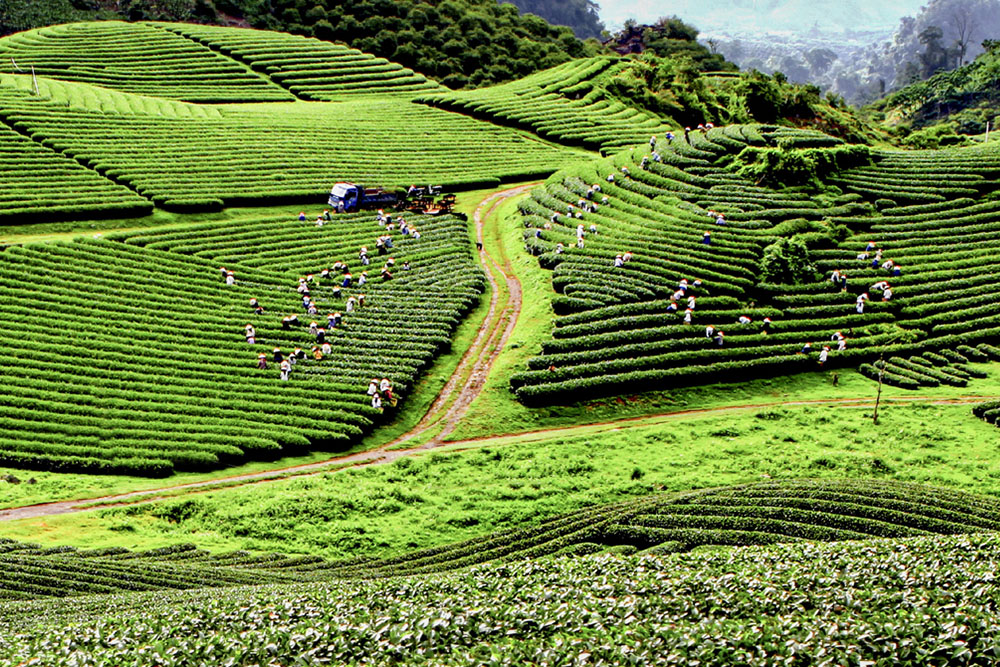 Sunshine in the tea field - Photographer: Ngo Minh Phong