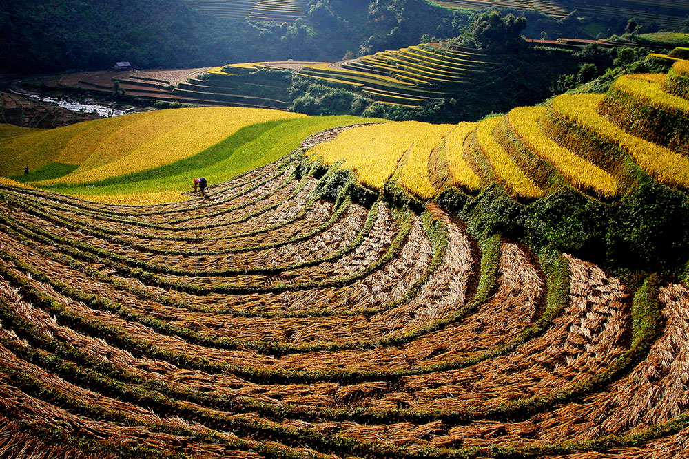 Harvesting season - Photographer: Nguyen Thai Hoang