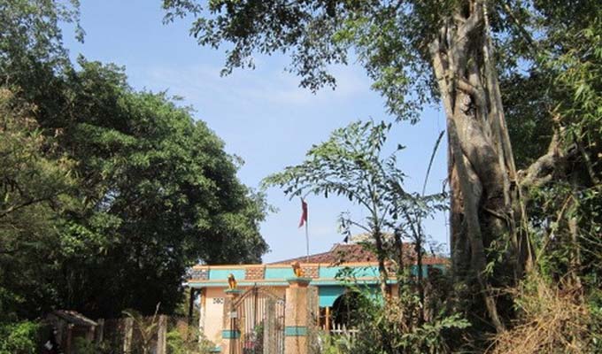 Hai cây đa cổ thụ ở Bến Tre được công nhận là cây di sản Việt Nam
