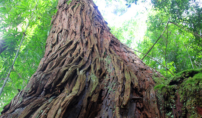 Quang Nam : une forêt de bois de Siam reconnue arbres patrimoniaux