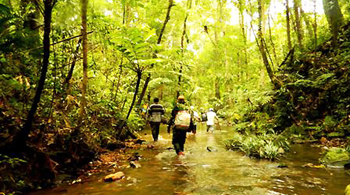 Khám phá rừng Pơmu vừa được công nhận là Cây Di sản ở Quảng Nam