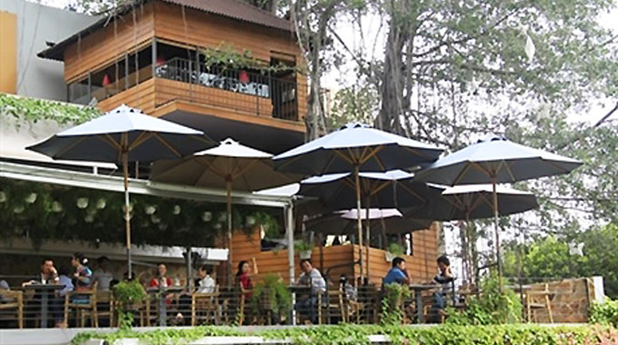Độc đáo quán cà phê nằm trên cây si cổ thụ giữa thành phố