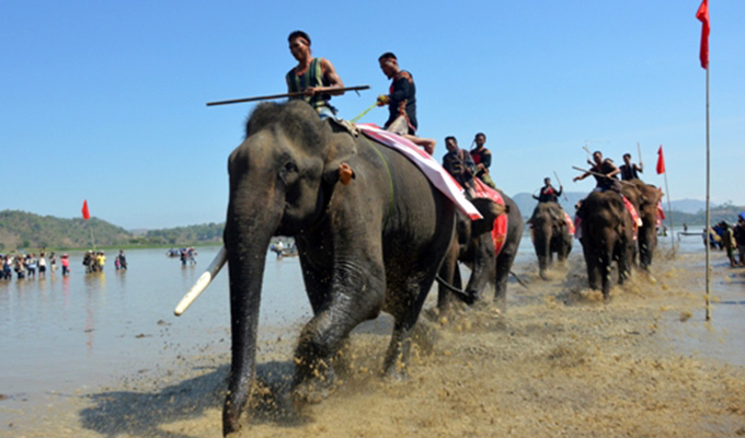 Đắk Lắk: 18 con voi sẽ tham gia Lễ hội đua voi Buôn Đôn