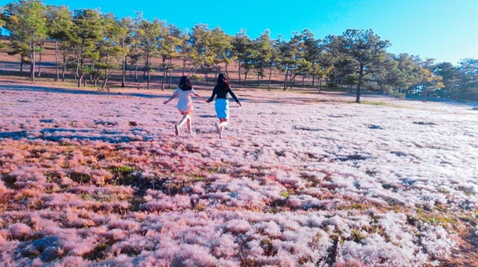 Chiêm ngưỡng vẻ đẹp kỳ thú của đồi cỏ hồng khác lạ ở Việt Nam