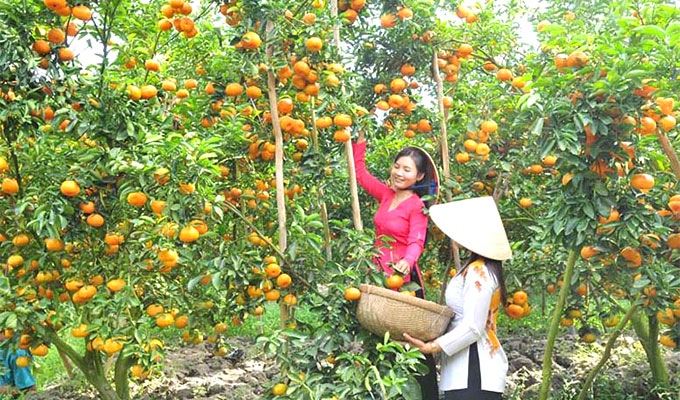 Lai Vung tangerine farms ready for visitors during Tet