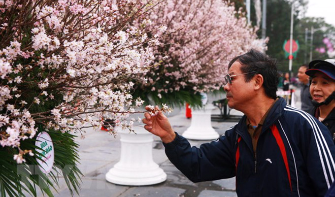 7.000 cành hoa anh đào Nhật Bản sẽ khoe sắc tại thành phố Hải Phòng