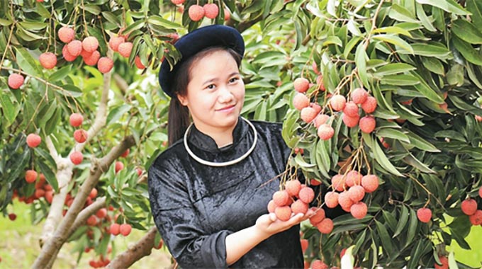 Lục Ngạn (Bắc Giang): Vùng quả ngọt trên đất lành