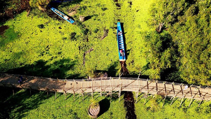 An Giang: Ngỡ ngàng chiếc cầu tre dài nhất Việt Nam nằm giữa rừng tràm
