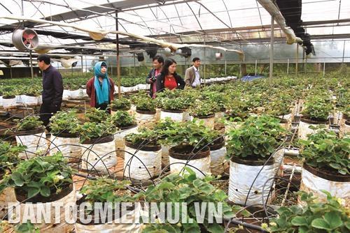 Kom Tum: Du lịch canh nông ở Kon Plông - hướng đi đã mở