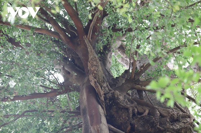 Sơn La: Nhiều loại cây hàng trăm tuổi ở Ngọc Chiến được công nhận là cây di sản Việt Nam