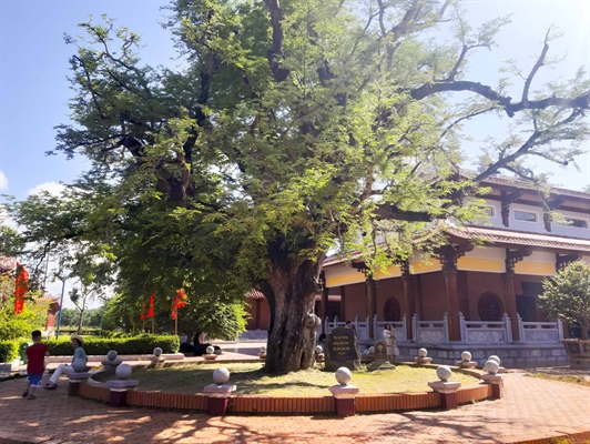 Về Bảo tàng Quang Trung, thăm cây me, giếng cổ của nhà Tây Sơn (Bình Định)