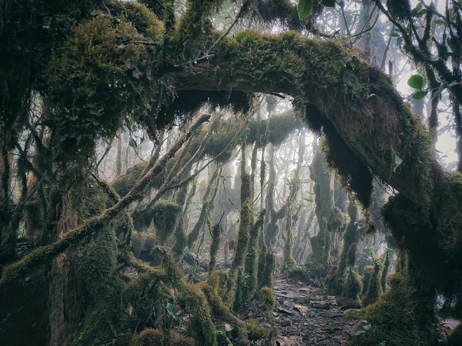 Phát hiện cánh rừng nguyên sinh kỳ bí như trong phim Hollywood ở ngay vùng núi phía Bắc Việt Nam, du khách nhận xét cảnh đẹp như chốn thần tiên