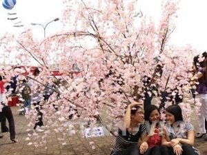 Bientôt la fête des cerisiers en fleurs à Hanoi