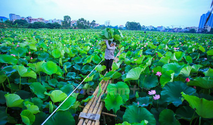 Ha Noi: le thé au lotus fait son apparition dans les circuits touristiques au lac de l’Ouest