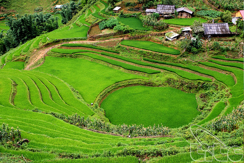Les rizières en gradins de Sa Pa, l'un des paysages les plus beaux du monde 