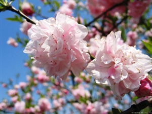 Bientôt le Fête des fleurs de cerisiers 2015 à Ha Long