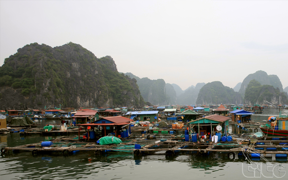 Rafts for aquaculture in Lan Ha Bay 