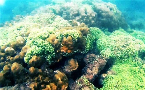 来昏果岛潜水观赏珊瑚礁