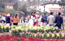 Flower fanatics prepare for Da Lat festival