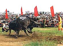 Buffalo Fighting Festival attract thousands of spectators