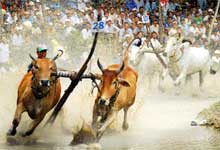 Ox race in southern province 