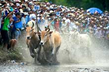 Bay Nui ox race excites spectators 