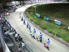 Seeing thrilling greyhound races in Vung Tau