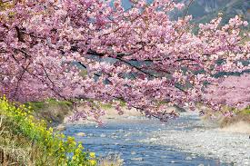 Cherry blossom festival to open in Ha Long