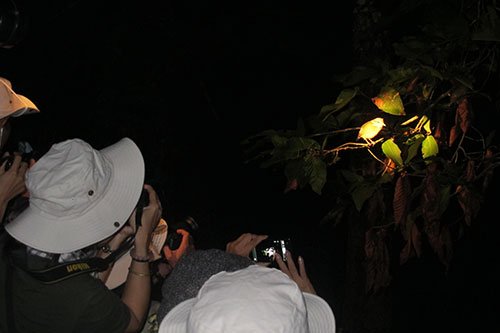 Night safari in Cat Tien 