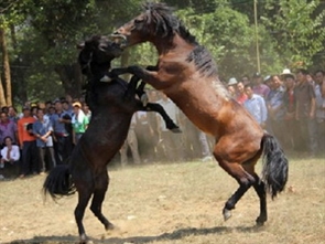 Lễ hội đấu ngựa Hà Giang thu hút sự quan tâm lớn