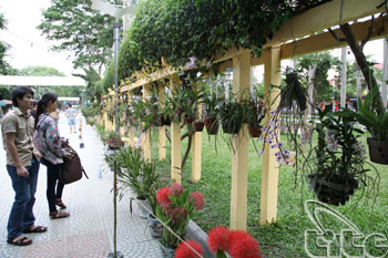 Lễ hội hoa lan - thêm một nét duyên cho du lịch thành phố Cảng