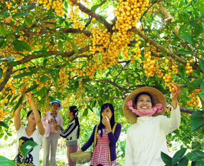 Bình Dương xây dựng thương hiệu 'Vườn cây ăn trái Lái Thiêu'