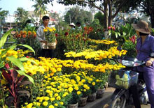 Du xuân trên đường hoa Nguyễn Huệ