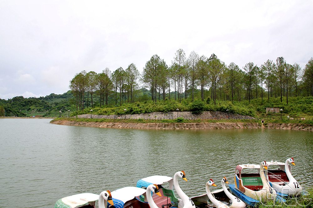 Ang Village’s pine forest in Dong Sang Commune, Moc Chau District
