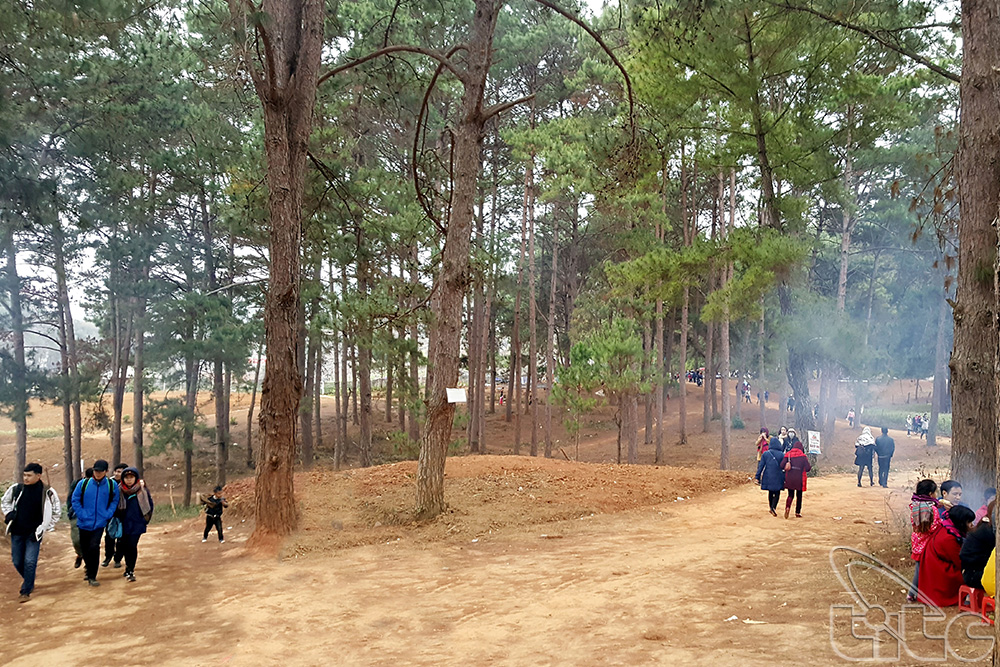 The path to strawberry garden in Ang Village’s pine forest