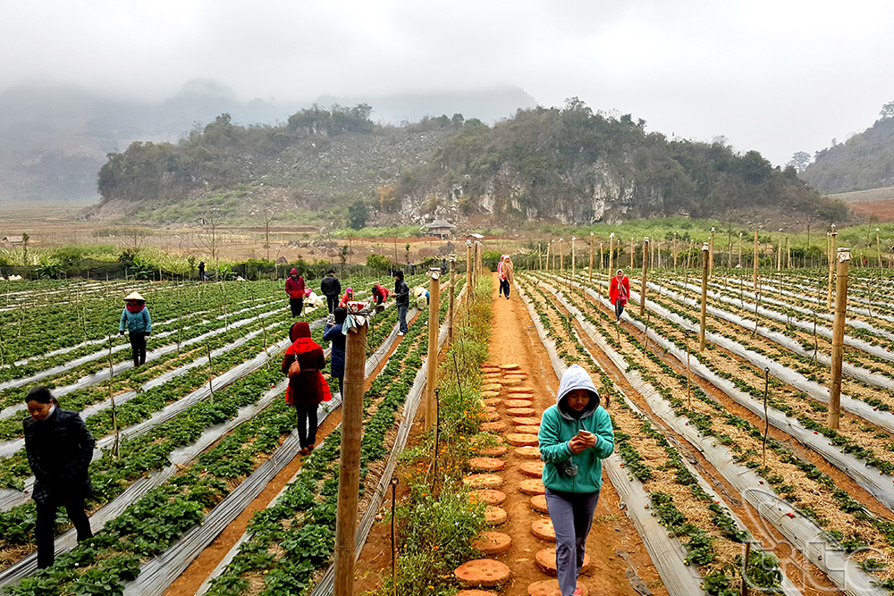 The strawberry garden in Ang Village’s pine forest