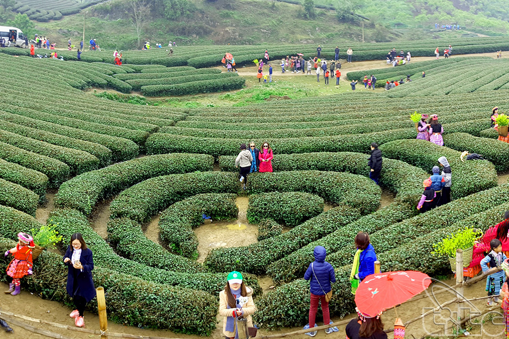 Visitors in Moc Chau Tea Hill