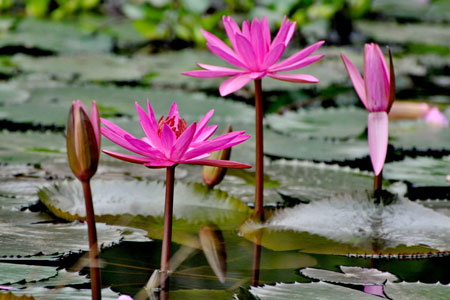 Water Lily (Hoa Sung)