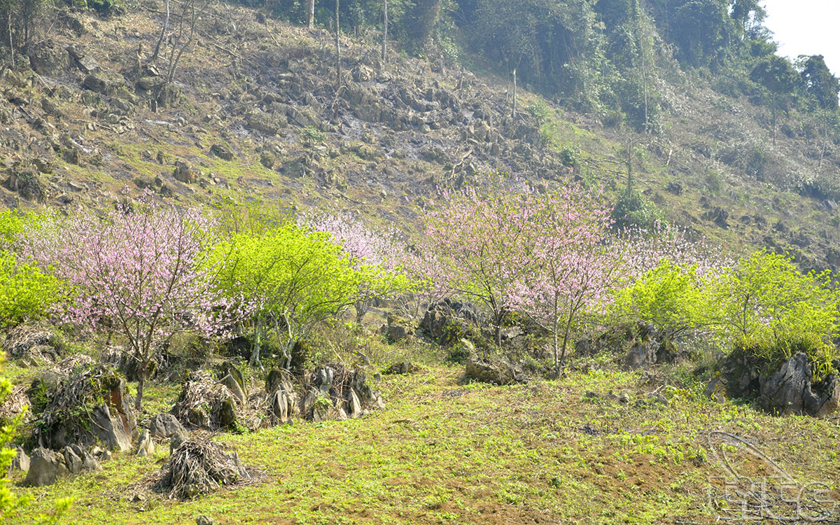 Peach flowers are blossoming in mountain sides. 