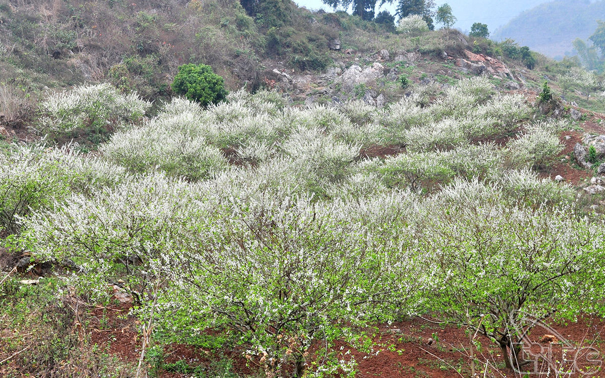 In spring, Moc Chau Plateau is covered by the white of apricot and plum flowers