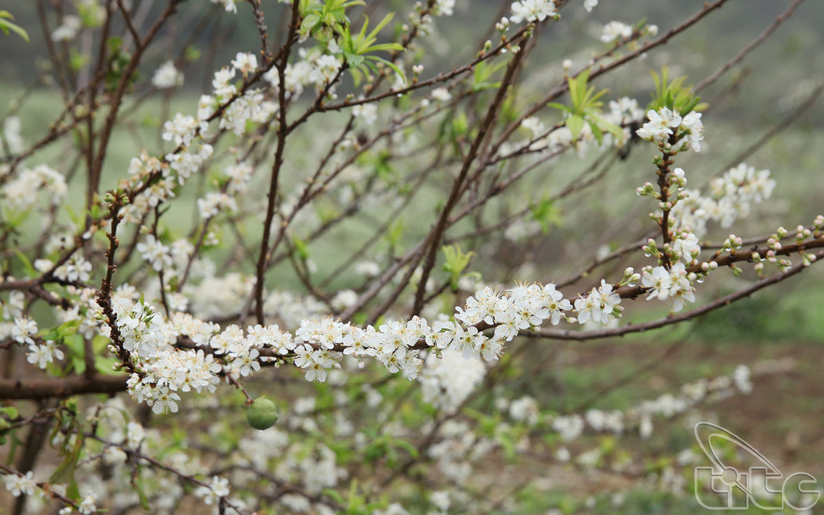 In spring, Moc Chau Plateau is covered by the white of apricot and plum flowers