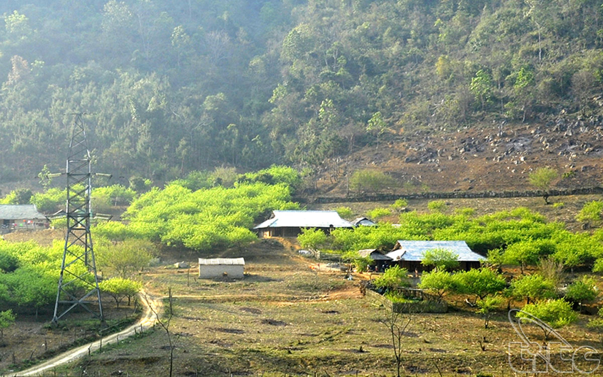 Moc Chau is bright in the early sun with houses hidden under the green trees